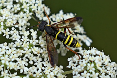 Gelbschwarze Blattwespe