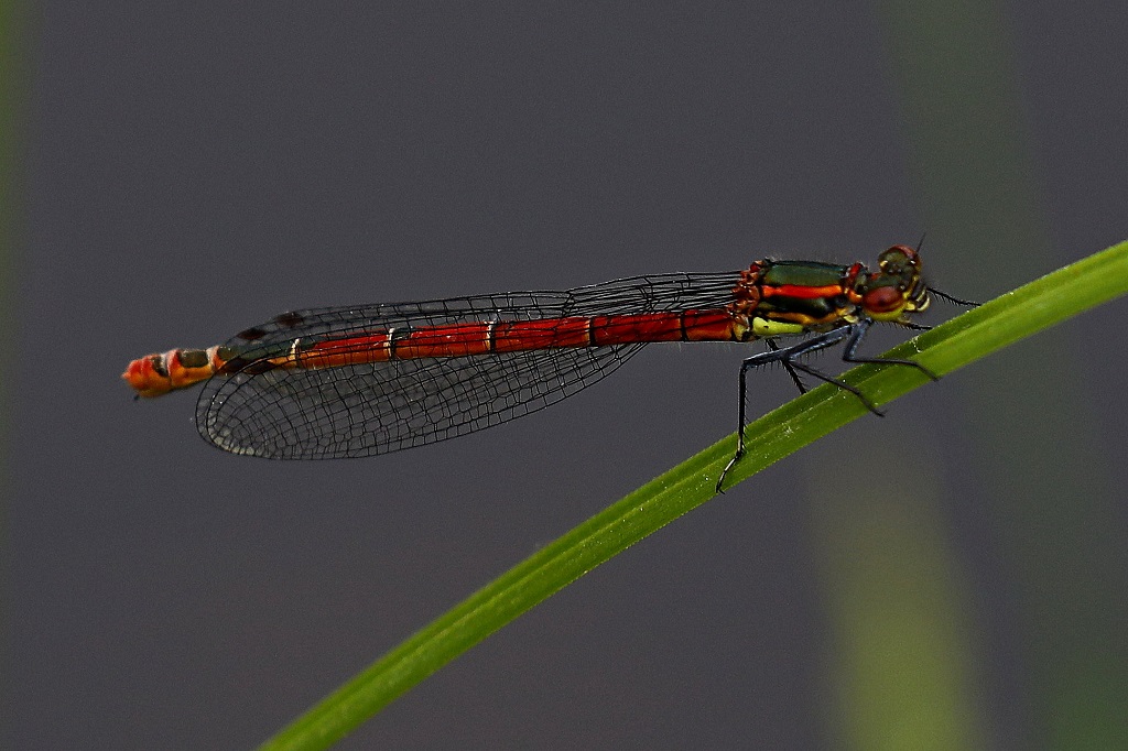Libellenarten peterdenefleh.de